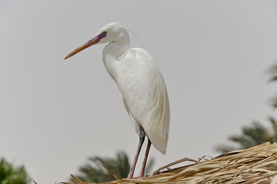 deze kwam ook lekker op het strand kijken en af en toe even een visje pikken