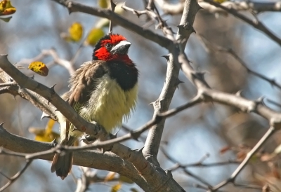 Deze barbet zat zich lekker op te warmen in de ochtendzon