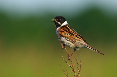 Twee dagen geleden de kans gehad eens een paar redelijke foto's van de Rietgors te maken. Natuurlijk had ik deze soort al geruime tijd op de plaat, maar pas toen kon ik hem eindelijk eens een beetje mooier op de foto krijgen.