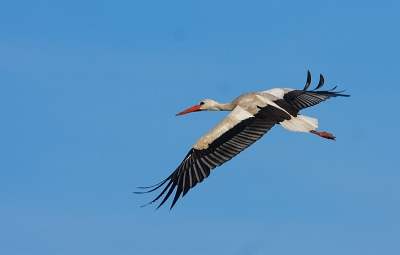 Langzaam zweefde deze Ooievaar steeds wat lager om daarna op niet al te grote afstand van mij te landen. Tijdens dat zweven kon ik een paar leuke foto's van de Ooievaar in vlucht maken.