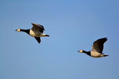 de honderden branganzen bij het lauwersmeer op de akkers zijn prachtig om te zien en te aanschouwen,deze 2 in de vlucht gefotografeerd.