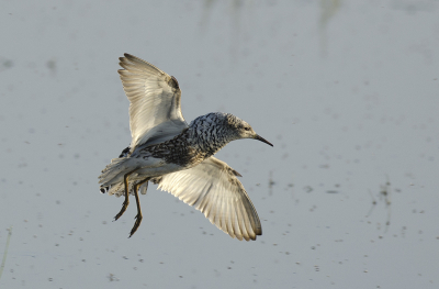 gisteren een leuke dag gehad bij het lauwersmeer, er zaten redelijk wat kemphanen bij de ezumakeeg. Deze opname is gemaakt vanuit de sylkajut, de opnameomstandigheden waren niet ideaal, veel muggen op het water en tegenlicht. Afgezien daarvan zelf wel blij met deze opname.