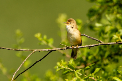 Dit vogeltje zit vaak in het riet verscholen en zelden op een mooie tak van een braamstruik