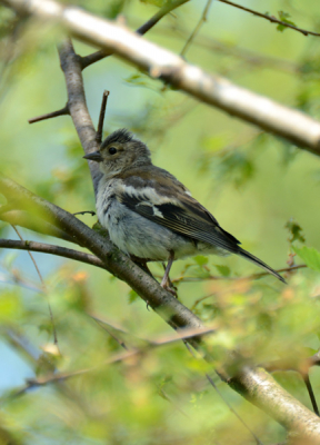 Bij een lokale plas een tijdje kievitten proberen te fotograferen maar die waren voor mijn beperkte fotografische kunde een beetje te snel. Deze vink is wel enigzins gelukt hoop ik.