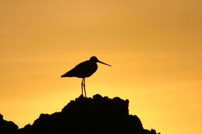 Deze grutto zat op de uitkijk op een grote zandhoop. Rond zonsondergang met tegenlicht genomen.