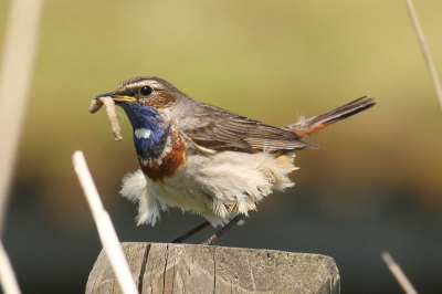Deze blauwborst was volledig in beslag genomen met het voeren van een jong dat het nest al had verlaten.