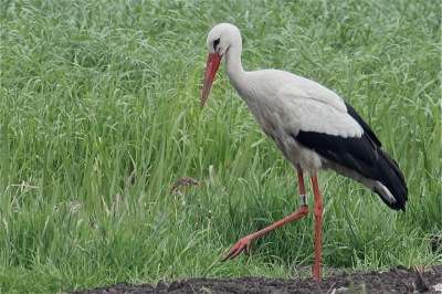 Ooievaar in de polder langs de oostelijke rondweg. foto genomen met Canon EOS 60D, 300mm met 1,4 converter.