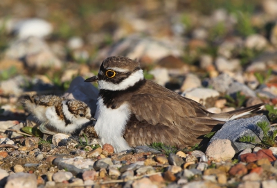 Mochten jullie misschien twijfelen moeder Kleine Plevier zit hier niet meer op het nest. De jongen beginnen al rond te lopen enkele tijd nadat ze uit het ei gekropen en gedroogd zijn.
Dit jaarlijks ritueel volg ik van uit mijn appartement in de haven, wacht dan enkele dagen en ga hen dan wat dichter bekijken ter plaatse waar het even zoeken wordt
Al naar gelang het verstoren hier vooral door Kleine Mantelmeeuwen, die nestmateriaal zoeken, gaat het wijfje al dan niet de "vleugellam-truc" toepassen en roept dan van uit een verdoken plek met een licht "knorrend" roepje de jongen, die zich onder haar gaan verstoppen
Als er echter al drie onder zitten heeft het laatste jong soms moeite om er nog bij te kunnen...