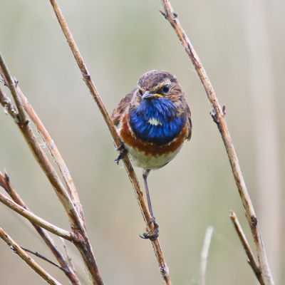 Het blijft een mooie vogel, maar ik wilde hem nog mooier laten lijken met deze foto, en zonder twijfels ik vind hem geweldig