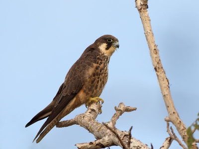 Aan de east-river in een dode boom. Eerst van grote afstand. Vervolgens er naartoe gereden in de hoop dat de vogel bleef zitten. Was tot 15 meter te benaderen en liet zich mooi zien.