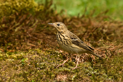 Ook deze Boompieper kwam voor de hut even zijn dorst lessen. Dat had ik de afgelopen weken nog niet eerder gezien. Zal wel door de droge periode komen van de afgelopen weken dat steeds meer vogels zijn aangewezen op 'mijn' vijvertje