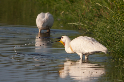 Twee lepelaars waren aan het vissen, die koppen waren bijna alleen maar onder water 
vind bij deze foto de waterstraal wel mooi