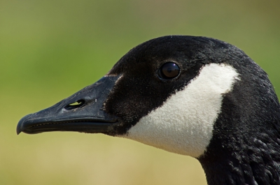 Deze Canadese Gans leek zich totaal niets aan te trekken van mijn fotocamera. Ik kon tot op een paar meter naderen en met de 500 mm telelens krijg je dan een wel heel close-up portretje
