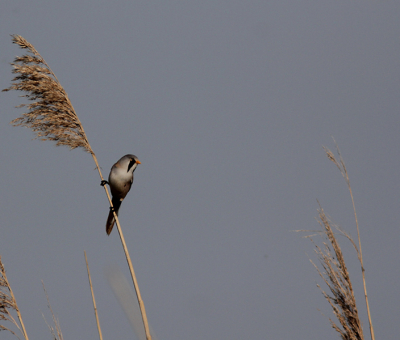 Een dag naar het Lauwersmeer, daar zat de baardman in het riet. De auto erbij  gezet en de baardman ging steeds verder naar boven zitten. Vanuit de auto met rijstzak