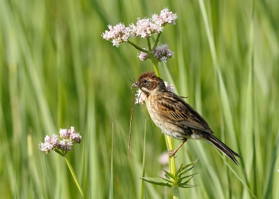 Vandaag een heerlijke dag in de ZB. Langs het rietpad (waar het meestal iets rustiger is w.b.t. mensen) kwam plotseling deze rietgorsvrouw pal voor me zitten. Gelukkig bleef ze even zitten, zodat ik de tijd kreeg om deze foto te maken. De prooi bracht ze later bij haar jongen in een wilg iets verderop.