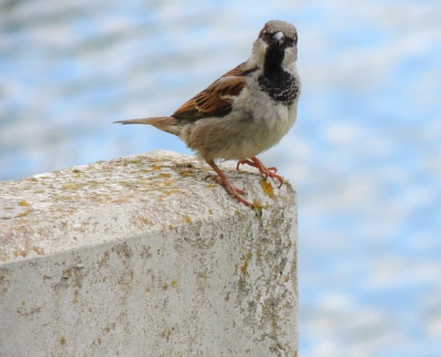 Dit Huismus mannetje zat naar me te staren en ik kon makkelijk een paar foto's maken.