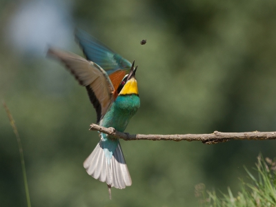 Samen met Tom van den Brandt naar Frankrijk geweest en hebben daar erg genoten van de Bijeneters. Deze kleine snelle vogels hebben ons pittig bezig gehouden.
Ze eten vele soorten insecten en na de vangst moet de prooi wel op een goed door de keel. Dit geeft mooie momenten maar dit gaat zo snel! 

Groet,
Andr