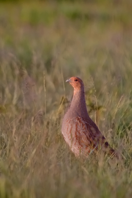 Je zie ze niet vaak in de Hoekse waard en als je ze ziet is het meestal ver weg en verscholen, deze Patrijs kwam ineens omhoog en niet al te ver weg.
Ik vind dat deze foto heel rustig overkomt doordat de kleuren van de vogel een mooi geheel vormen met de omgeving (als een schilderij)