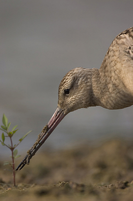 Deze close-up ook wat verscherpt.