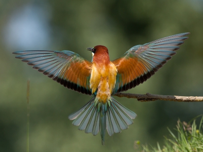 De Bijeneter is een prachtig gekleurde vogel maar van achteren is hij (bijna) op zijn mooist! 
(Ze schuiven heel vaak een vlies voor het oog wat hier ook het geval is, vandaar de doffe gloed over het oog)
Meer op verlaat-fotografie.nl/recent

Groet,
Andr