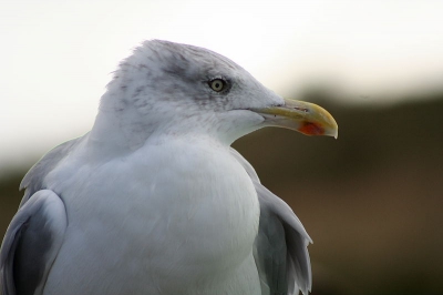 Zilvermeeuw met telelens genomen (75-300)