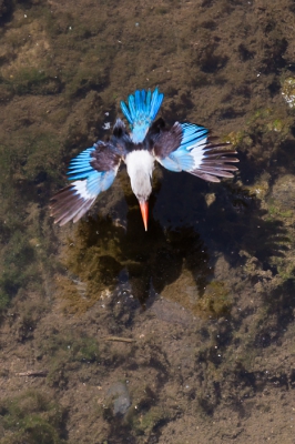 Vandaag weer eens geprobeerd om een Grijskopijsvogel in vlucht vast te leggen. Bij een drinkplaats gespot, waar ik verschillende opnames heb gemaakt. Dit is een vluchtopname van vlak voordat de Grijskopijsvogel een frisse duik in het water neemt.