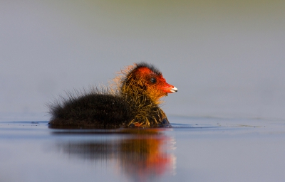 Als het weer goed is, dus weinig wind en een flauw zonnetje probeer ik leuke fotos te maken van b.v Meerkoeten ze nu jongen en dat kan ook leuk zijn.
Foto zo laag mogelijk gemaakt, lens lag in het gras en met hoekzoeker.