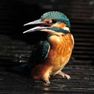 de vogel zat in ons tuinhuis, het licht viel precies op de goede plek om er een foto van te maken. Een ongewone plaats voor een ijsvogel.