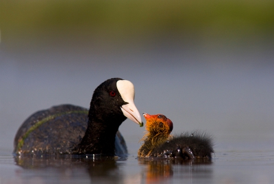 Terwijl ik die kleine deugniet aan het fotograferen was kwam moeder Meerkoet er met een lekker ? hapje aan.
Fototoestel op zijn laagste stand, lager gaat niet want dan loopt het water in de lens.