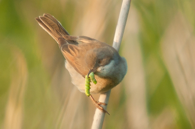 een forse crop van de foto die in het TA staat...ik zie die onscherpte niet, maar hoor graag of deze crop ook onscherp is..