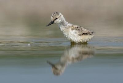 Heerlijk weekje op texel geweest, en daar hebben deze kluuten goed aan mee gewerkt, wat een feest om deze vogeltjes van dicht bij te kunnen volgen.

gr martijn