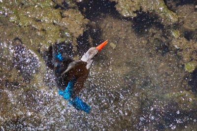 Gisteren weer eens geprobeerd om een Grijskopijsvogel in vlucht vast te leggen. Bij een drinkplaats gespot, waar ik verschillende opnames heb gemaakt. Dit is een vluchtopname waarbij de Grijskopijsvogel net uit het water aan het komen is. Foto 3 van een serie van 4 (1 en 2 reeds geplaatst, 4 volgt)