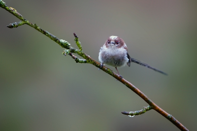 Afgelopen zondagochtend regende het pijpestelen. Ik zat lekker met een kop koffie de krant te lezen, toen er in de boom achter ons huis een familie staartmezen neerstreek, met vele kwetterende jongen. Leunend in de keukendeur (alleen mijn zonnekap werd nat) kon ik een aantal foto's maken, ondanks het matige licht.