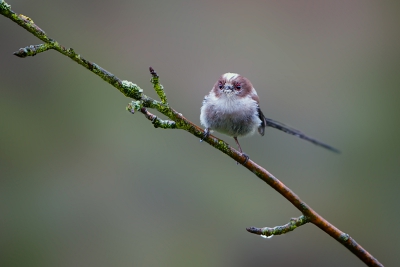 Afgelopen zondagochtend regende het pijpestelen. Ik zat lekker met een kop koffie de krant te lezen, toen er in de boom achter ons huis een familie staartmezen neerstreek, met vele kwetterende jongen. Leunend in de keukendeur (alleen mijn zonnekap werd nat) kon ik een aantal foto's maken, ondanks het matige licht.