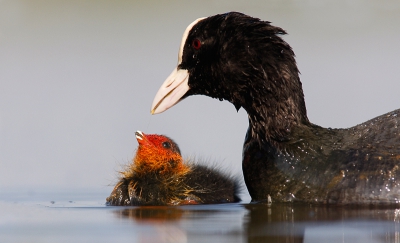 Ook deze foto is laag bij de grond gemaakt, Meerkoeten kunnen zorgzaam zijn maar soms ook fel uithalen naar hun jongen.