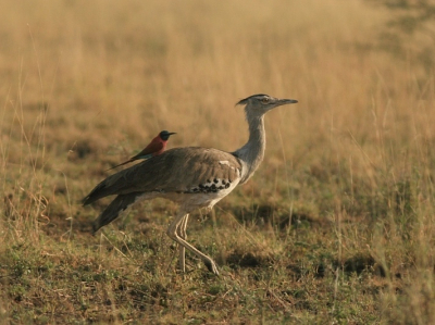 Gedrag dat eerder al door Jaap Vink werd vastgelegd: Karmijnrode Bijeneters gebruiken Trappen (hier een Koritrap) als uitkijkpost, omdat de Bustards insekten opstoten bij hun statige gang door de savanne. Ik heb de bijeneter gekozen als onderwerp omdat de trap een bijrol speelt in deze foto.