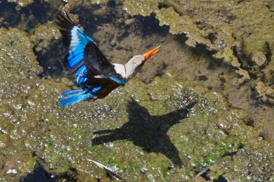 Weer eens geprobeerd om een Grijskopijsvogel in vlucht vast te leggen. Bij een drinkplaats gespot, waar ik verschillende opnames heb gemaakt. Dit is een vluchtopname waarbij de Grijskopijsvogel net volledig uit het water isgekomen is. Leuk aan deze foto vind ik dat hij net boven wat wier vliegt, waardoor er een duidelijke schaduw zichtbaar is, zodat er meer diepte in de foto is gkomen. Foto 4 van een serie van 4 (1,2 en 3 reeds geplaatst.)