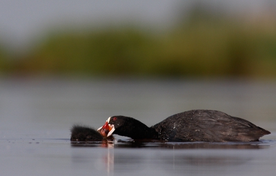 Wat ik bij mijn vorige upload al zei Meerkoeten kunnen zorgzaam zijn maar ook fel uithalen naar hun pullen, ik heb dit wat je op de foto ziet div keren gezien.