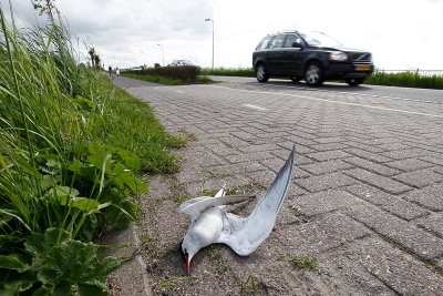 12 april heb ik een foto geplaatst van Visdiefjes die ik al jaren volg, ik schreef dat ik altijd weer blij was als ze veilig in ons land waren na zo lange reis.
Maar nu miste ik ze al een paar dagen op hun vaste plek, vreemd?
16 mei fietste ik van mijn werk naar huis en wat zie ik liggen, n van de Visdiefjes.
Wat rijden sommige automobilisten toch hard, GRRRR.