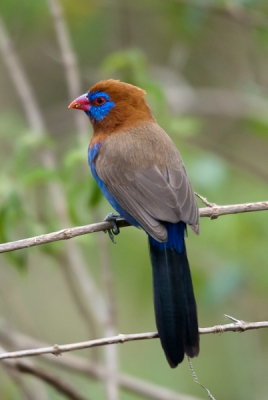 Niet zo'n spectaculaire foto, maar ik vond het een toffe soort om te posten. Deze zijn we slechts 1 maal tegengekomen op onze reis door Tanzania, spijtig genoeg pal op de middag. Hij probeerde zijn graantje mee te pikken op een grote lunchplaats, maar was ook weer snel weg. Foto genomen uit de hand met Nikon D80, Sigma 120-400mm.