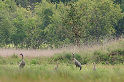 Deze morgen uitgekozen om de zwarte specht op de korrel te nemen. Helaas geen activiteit gezien wel 3 jonge raven in de kruin van de hoge beuken maar leverden ook geen foto op. Weer onderweg zagen we iemand staan van land en water beheer. Deze wees ons in de verte op 2 kraanvogels met jongen. Deze omgeving waar regelmatig de kv wordt gezien had ik al vaak bezocht maar gezien had ik ze nog niet.