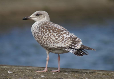 Er zaten een aantal juveniele Zilvermeeuwen in de haven, die wel even wilden poseren.