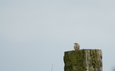 Lopende door de landerijen richting het giethoornse meer zag ik deze graspieper zitten op een paal. Ik heb gelijk een aantal foto's gemaakt.