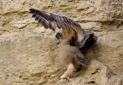 3 jongen waren al zo nu en dan uit het nest welke in een niet meer gebruikte steengroeve zit. Foto vanaf een openbaar wandelpad gemaakt vanaf het statief.