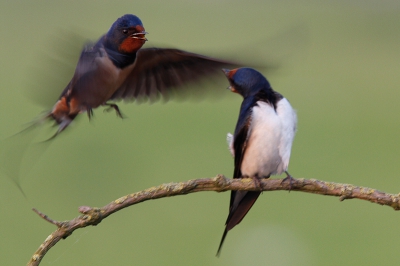 Dit is n van mijn vaste plekjes waar ik deze mooie vogeltjes fotografeer. Hier probeer het mannetje indruk te maken op het vrouwtje.