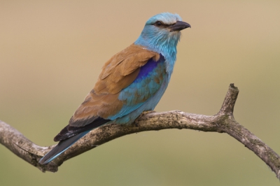 Wat een kleurenpracht, hoort voor mij samen met ijsvogel en bijeneter tot de mooiste europese vogels.