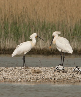 deze lepelaarskolonie trof ik in de breebaardpolder,
was aan het eind van de middag,dus met een laag staande zon,wat ook te zien is aan de warme tinten.