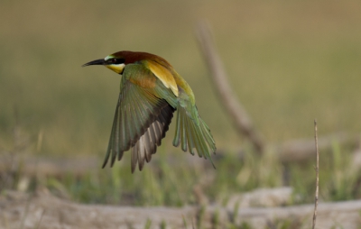 Foto genomen vanuit schuilhut. Vogels zaten veel op de grond waardoor verschillende vliegbeelden, zoals landen en opvliegen, goed te fotograferen waren.