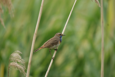 dit is een van de eerste vogelfoto's die ik heb gemaakt
hierna is het begonnen vogels fotograferen 
Het was een mooie warme zondag dat ik naar de rietputten ging om foto's te maken en heb er diverse genomen