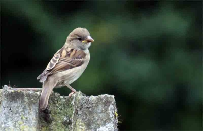 Jonge huismuis, stropend in het kippenhok. Een van de vele jonge vogels die dagelijks hun graag gegunde graantje komen meepikken.